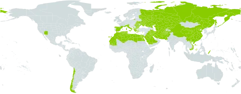 Aeluropus littoralis world distribution map, present in Afghanistan, Albania, Bulgaria, Chile, China, Cyprus, Algeria, Egypt, Spain, France, Greece, Iran (Islamic Republic of), Iraq, Italy, Kazakhstan, Kyrgyzstan, Kuwait, Libya, Morocco, Montenegro, Mauritania, Pakistan, Palau, Romania, Russian Federation, Saudi Arabia, Singapore, Turks and Caicos Islands, Turkmenistan, Tunisia, Ukraine, United States of America, Uzbekistan, and Viet Nam