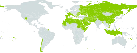 Aeluropus world distribution map, present in Afghanistan, Albania, Bangladesh, Bulgaria, Chile, China, Cyprus, Djibouti, Algeria, Egypt, Eritrea, Spain, Ethiopia, France, Greece, Indonesia, Iran (Islamic Republic of), Iraq, Italy, Kazakhstan, Kyrgyzstan, Kuwait, Libya, Morocco, Montenegro, Mauritania, Oman, Pakistan, Palau, Romania, Russian Federation, Saudi Arabia, Sudan, Singapore, Somalia, Turks and Caicos Islands, Turkmenistan, Tunisia, Ukraine, United States of America, Uzbekistan, Viet Nam, and Yemen