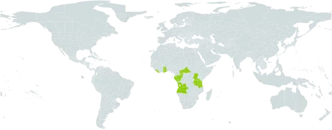 Aerangis calantha world distribution map, present in Angola, Central African Republic, Congo, Gabon, Ghana, Liberia, Tanzania, United Republic of, and Uganda