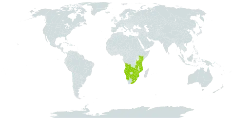 Aerva leucura world distribution map, present in Angola, Botswana, Kenya, Mozambique, Malawi, Namibia, eSwatini, Tanzania, United Republic of, Uganda, South Africa, Zambia, and Zimbabwe