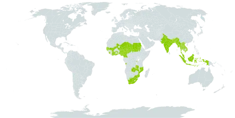 Aeschynomene afraspera world distribution map, present in Angola, Burundi, Bangladesh, Bhutan, Côte d'Ivoire, Cameroon, Ghana, Gambia, Guinea-Bissau, Indonesia, India, Cambodia, Lao People's Democratic Republic, Sri Lanka, Mali, Myanmar, Mozambique, Malawi, Malaysia, Niger, Nigeria, Sudan, Senegal, Sierra Leone, Chad, Togo, Thailand, Viet Nam, South Africa, and Zambia