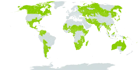 Aeschynomene indica world distribution map, present in Afghanistan, Angola, Argentina, Australia, Burundi, Bonaire, Sint Eustatius and Saba, Bangladesh, Belize, Bolivia (Plurinational State of), Brazil, Brunei Darussalam, Bhutan, Botswana, Canada, China, Cameroon, Colombia, Ethiopia, Fiji, Gabon, Ghana, Guinea-Bissau, Guatemala, Honduras, Indonesia, India, Iran (Islamic Republic of), Japan, Kazakhstan, Kenya, Cambodia, Korea (Republic of), Lao People's Democratic Republic, Sri Lanka, Madagascar, Mexico, Mali, Myanmar, Mongolia, Northern Mariana Islands, Mozambique, Mauritania, Mauritius, Malawi, Malaysia, Namibia, Niger, Nigeria, Nepal, Pakistan, Panama, Philippines, Papua New Guinea, Puerto Rico, Réunion, Russian Federation, Rwanda, Sudan, Senegal, Singapore, El Salvador, Somalia, Chad, Togo, Thailand, Timor-Leste, Taiwan, Province of China, Tanzania, United Republic of, Uganda, United States of America, Venezuela (Bolivarian Republic of), Viet Nam, South Africa, Zambia, and Zimbabwe