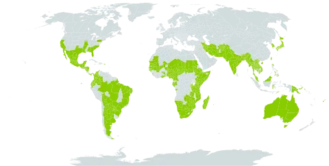 Aeschynomene rudis world distribution map, present in Afghanistan, Angola, Argentina, Australia, Burundi, Bonaire, Sint Eustatius and Saba, Bangladesh, Belize, Bolivia (Plurinational State of), Brazil, Brunei Darussalam, Bhutan, Botswana, China, Cameroon, Colombia, Ecuador, Ethiopia, Fiji, Gabon, Ghana, Guinea-Bissau, Guatemala, Honduras, Indonesia, India, Iran (Islamic Republic of), Japan, Kenya, Cambodia, Korea (Republic of), Lao People's Democratic Republic, Sri Lanka, Madagascar, Mexico, Mali, Myanmar, Northern Mariana Islands, Mozambique, Mauritania, Mauritius, Malawi, Malaysia, Namibia, Niger, Nigeria, Nicaragua, Nepal, Pakistan, Panama, Philippines, Papua New Guinea, Puerto Rico, Paraguay, Réunion, Rwanda, Sudan, Senegal, Singapore, Somalia, Chad, Togo, Thailand, Timor-Leste, Taiwan, Province of China, Tanzania, United Republic of, Uganda, United States of America, Viet Nam, South Africa, Zambia, and Zimbabwe