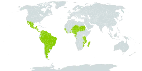 Aeschynomene sensitiva world distribution map, present in Angola, Argentina, American Samoa, Bonaire, Sint Eustatius and Saba, Belize, Bolivia (Plurinational State of), Brazil, Cameroon, Colombia, Comoros, Costa Rica, Gabon, Ghana, Guinea, Guinea-Bissau, Guatemala, French Guiana, Guyana, Honduras, Liberia, Madagascar, Mexico, Mozambique, Mauritius, Malawi, Niger, Nigeria, Nicaragua, Panama, Peru, Paraguay, Sudan, Senegal, Sierra Leone, Suriname, Chad, Tanzania, United Republic of, Uganda, and Venezuela (Bolivarian Republic of)
