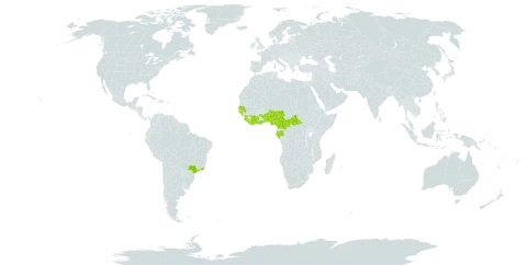Afraegle paniculata world distribution map, present in Benin, Burkina Faso, Brazil, Central African Republic, Côte d'Ivoire, Cameroon, Gabon, Ghana, Guinea, Guinea-Bissau, Liberia, Nigeria, Senegal, Sierra Leone, and Togo