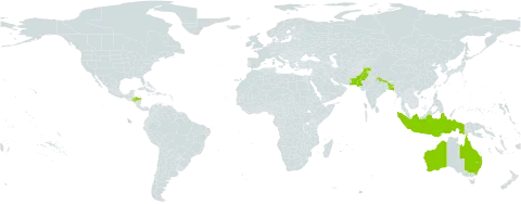 Agave vivipara world distribution map, present in Aruba, Australia, Bangladesh, Honduras, Indonesia, Nepal, and Pakistan