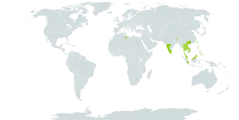 Aglaia lawii world distribution map, present in Bhutan, China, Indonesia, India, Lao People's Democratic Republic, Libya, Myanmar, Malaysia, Philippines, Papua New Guinea, Solomon Islands, Thailand, Taiwan, Province of China, and Viet Nam