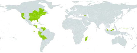 Agrostis perennans world distribution map, present in Åland Islands, Bolivia (Plurinational State of), Canada, Costa Rica, Dominica, Ecuador, Micronesia (Federated States of), Georgia, Guatemala, Honduras, Haiti, Madagascar, Malaysia, Nicaragua, Peru, United States of America, and Venezuela (Bolivarian Republic of)