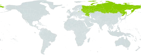 Agrostis salsa world distribution map, present in Russian Federation