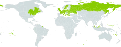 Ajuga genevensis world distribution map, present in Albania, Austria, Bulgaria, Belarus, Canada, Switzerland, Czech Republic, Germany, France, Micronesia (Federated States of), United Kingdom of Great Britain and Northern Ireland, Greece, Hungary, Italy, Malaysia, Netherlands, Poland, Romania, Russian Federation, Sweden, Turks and Caicos Islands, Ukraine, and United States of America
