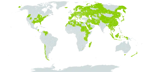 Ajuga world distribution map, present in Afghanistan, Åland Islands, Albania, Australia, Austria, Bangladesh, Bulgaria, Belarus, Switzerland, Chile, China, Cyprus, Czech Republic, Germany, Denmark, Algeria, Egypt, Eritrea, Spain, Ethiopia, Finland, France, Micronesia (Federated States of), Georgia, Greece, Hungary, Indonesia, Ireland, Iran (Islamic Republic of), Iraq, Iceland, Italy, Japan, Kazakhstan, Kenya, Kyrgyzstan, Lao People's Democratic Republic, Libya, Lesotho, Morocco, Moldova (Republic of), Madagascar, Myanmar, Malaysia, Nicaragua, Netherlands, Norway, Nepal, New Zealand, Pakistan, Philippines, Palau, Poland, Korea (Democratic People's Republic of), Portugal, Romania, Russian Federation, Saudi Arabia, Sudan, Singapore, Sweden, eSwatini, Turks and Caicos Islands, Thailand, Turkmenistan, Tunisia, Taiwan, Province of China, Tanzania, United Republic of, Uganda, Ukraine, United States of America, Venezuela (Bolivarian Republic of), Viet Nam, and Yemen