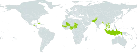 Albidella world distribution map, present in Bangladesh, Belize, Cuba, Guatemala, Indonesia, Mali, Nigeria, Pakistan, Senegal, Chad, Thailand, and Viet Nam