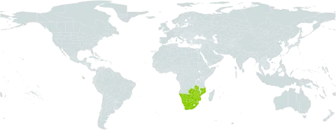 Albizia brevifolia world distribution map, present in Botswana, Mozambique, Namibia, South Africa, Zambia, and Zimbabwe