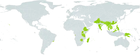 Albizia chinensis world distribution map, present in Angola, Burundi, Bangladesh, Brazil, Brunei Darussalam, Bhutan, China, Ethiopia, Guadeloupe, Indonesia, India, Iceland, Kenya, Cambodia, Lao People's Democratic Republic, Sri Lanka, Madagascar, Myanmar, Mauritius, Malaysia, Nepal, Pakistan, Philippines, Papua New Guinea, Puerto Rico, Thailand, Timor-Leste, Trinidad and Tobago, Tanzania, United Republic of, Uganda, Uruguay, United States of America, Viet Nam, and Zimbabwe