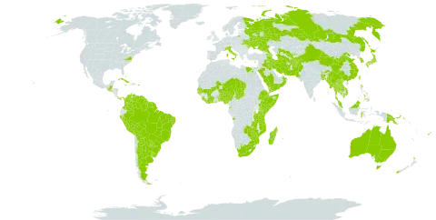 Albizia kalkora world distribution map, present in Afghanistan, Angola, Argentina, Armenia, Australia, Azerbaijan, Benin, Bonaire, Sint Eustatius and Saba, Bangladesh, Bahamas, Belize, Bermuda, Bolivia (Plurinational State of), Brazil, Bhutan, China, Côte d'Ivoire, Colombia, Comoros, Cuba, Cyprus, Djibouti, Egypt, Ethiopia, Fiji, Ghana, Guinea-Bissau, Equatorial Guinea, Guatemala, French Guiana, Guyana, Indonesia, India, Iran (Islamic Republic of), Iraq, Italy, Jamaica, Japan, Kenya, Cambodia, Korea (Republic of), Lao People's Democratic Republic, Liberia, Sri Lanka, Moldova (Republic of), Madagascar, Maldives, Marshall Islands, Mali, Myanmar, Northern Mariana Islands, Mozambique, Mauritius, Malawi, Malaysia, Mayotte, Niger, Nigeria, Nepal, New Zealand, Oman, Pakistan, Panama, Peru, Philippines, Papua New Guinea, Puerto Rico, Paraguay, Réunion, Russian Federation, Saudi Arabia, Senegal, Singapore, Sierra Leone, El Salvador, Somalia, Suriname, Seychelles, Chad, Togo, Thailand, Tajikistan, Turkmenistan, Taiwan, Province of China, Tanzania, United Republic of, Uganda, Ukraine, Uruguay, United States of America, Uzbekistan, Venezuela (Bolivarian Republic of), Viet Nam, Yemen, South Africa, Zambia, and Zimbabwe