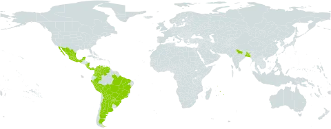 Albizia niopoides world distribution map, present in Argentina, American Samoa, Bangladesh, Bolivia (Plurinational State of), Brazil, Colombia, Costa Rica, India, Mexico, Mauritius, Nicaragua, Panama, Peru, Paraguay, Singapore, Trinidad and Tobago, and Venezuela (Bolivarian Republic of)