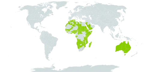 Albuca world distribution map, present in Angola, Australia, Benin, Burkina Faso, Botswana, Central African Republic, Algeria, Eritrea, Ethiopia, Gabon, Ghana, Guinea, Guinea-Bissau, Kenya, Libya, Lesotho, Morocco, Madagascar, Mali, Mozambique, Namibia, Nigeria, Rwanda, Saudi Arabia, Sudan, Senegal, Sierra Leone, Somalia, eSwatini, Chad, Togo, Tanzania, United Republic of, Uganda, Yemen, Zambia, and Zimbabwe