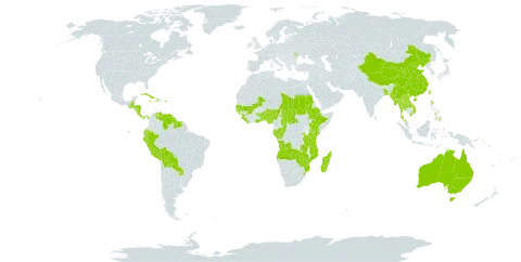 Alchornea world distribution map, present in Angola, Andorra, Australia, Benin, Burkina Faso, Bangladesh, Belize, Bolivia (Plurinational State of), Central African Republic, China, Congo, Comoros, Cabo Verde, Costa Rica, Cuba, Dominica, Ecuador, Ethiopia, Gabon, Ghana, Guinea, Gambia, Guinea-Bissau, Guatemala, Guyana, Honduras, Haiti, Jamaica, Kenya, Lao People's Democratic Republic, Liberia, Moldova (Republic of), Madagascar, Mali, Myanmar, Mozambique, Nigeria, Nicaragua, Nepal, Panama, Peru, Philippines, Puerto Rico, Paraguay, Rwanda, Sudan, Senegal, Sierra Leone, Suriname, eSwatini, Chad, Togo, Thailand, Taiwan, Province of China, Tanzania, United Republic of, Uganda, Venezuela (Bolivarian Republic of), Viet Nam, Zambia, and Zimbabwe