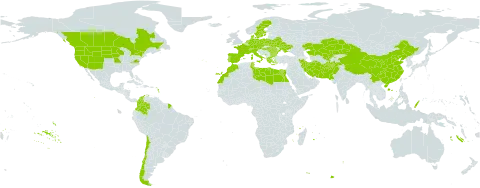 Alisma gramineum world distribution map, present in Afghanistan, Austria, Bulgaria, Belarus, Canada, Switzerland, Chile, China, Colombia, Czech Republic, Germany, Denmark, Egypt, Spain, France, Greece, Hungary, Iran (Islamic Republic of), Italy, Kazakhstan, Libya, Morocco, Montenegro, Netherlands, Pakistan, Palau, Poland, Portugal, Romania, Sweden, Turks and Caicos Islands, Tunisia, Ukraine, United States of America, and Uzbekistan