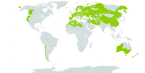 Alisma lanceolatum world distribution map, present in Afghanistan, Albania, Australia, Austria, Bulgaria, Belarus, Canada, Switzerland, Chile, China, Cyprus, Czech Republic, Germany, Denmark, Algeria, Spain, Finland, France, Greece, Hungary, Ireland, Iran (Islamic Republic of), Iraq, Italy, Kazakhstan, Kyrgyzstan, Libya, Morocco, Netherlands, New Zealand, Pakistan, Palau, Poland, Portugal, Romania, Russian Federation, Sweden, Turks and Caicos Islands, Tunisia, Ukraine, United States of America, and Uzbekistan