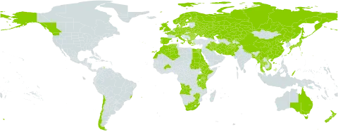 Alisma plantago-aquatica world distribution map, present in Afghanistan, Angola, Albania, Australia, Austria, Burkina Faso, Bangladesh, Bulgaria, Belarus, Brazil, Canada, Switzerland, Chile, China, Czech Republic, Germany, Denmark, Algeria, Egypt, Eritrea, Spain, Ethiopia, Finland, France, United Kingdom of Great Britain and Northern Ireland, Greece, Hungary, Ireland, Iran (Islamic Republic of), Iraq, Italy, Japan, Kazakhstan, Kenya, Kyrgyzstan, Morocco, Myanmar, Montenegro, Netherlands, Norway, Nepal, New Zealand, Pakistan, Palau, Poland, Korea (Democratic People's Republic of), Portugal, Romania, Russian Federation, Rwanda, Sudan, Sweden, Turks and Caicos Islands, Thailand, Tanzania, United Republic of, Uganda, Ukraine, United States of America, Uzbekistan, Viet Nam, South Africa, and Zimbabwe