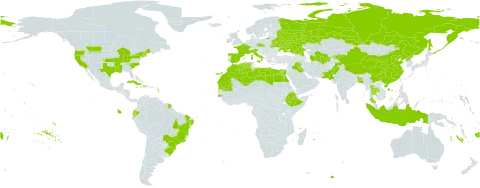 Allium cepa world distribution map, present in Bangladesh, Belarus, Brazil, China, Cuba, Czech Republic, Dominica, Algeria, Ecuador, Egypt, Spain, Ethiopia, Fiji, France, Guinea-Bissau, Haiti, Indonesia, Iraq, Italy, Jamaica, Kyrgyzstan, Libya, Morocco, Mauritania, Pakistan, Puerto Rico, Korea (Democratic People's Republic of), Russian Federation, Seychelles, Thailand, Turkmenistan, Tonga, Ukraine, United States of America, and Uzbekistan