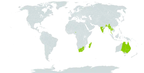 Allophylus cobbe world distribution map, present in Australia, Bangladesh, India, Sri Lanka, Madagascar, Myanmar, Nigeria, Philippines, Thailand, and South Africa