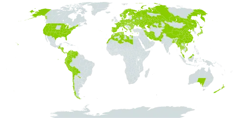 Alnus world distribution map, present in Åland Islands, Albania, Argentina, Australia, Austria, Bangladesh, Bulgaria, Belarus, Bolivia (Plurinational State of), Switzerland, Chile, China, Colombia, Costa Rica, Cyprus, Czech Republic, Germany, Denmark, Algeria, Ecuador, Spain, Finland, France, Micronesia (Federated States of), Georgia, Greece, Guatemala, Honduras, Hungary, India, Ireland, Iran (Islamic Republic of), Italy, Japan, Kazakhstan, Libya, Morocco, Myanmar, Montenegro, Malaysia, Nicaragua, Netherlands, Norway, Nepal, New Zealand, Pakistan, Panama, Peru, Palau, Poland, Korea (Democratic People's Republic of), Portugal, Romania, Russian Federation, Sweden, Turks and Caicos Islands, Thailand, Tunisia, Taiwan, Province of China, Ukraine, United States of America, Venezuela (Bolivarian Republic of), and Viet Nam