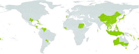 Alocasia world distribution map, present in Andorra, Australia, Bangladesh, China, Cook Islands, Costa Rica, Cuba, Dominica, Fiji, Guinea, Honduras, Haiti, Indonesia, Jamaica, Japan, Lao People's Democratic Republic, Moldova (Republic of), Maldives, Myanmar, Nicaragua, Nepal, Philippines, Puerto Rico, Portugal, Paraguay, Sudan, Solomon Islands, Seychelles, Thailand, Tokelau, Tonga, Taiwan, Province of China, United States of America, Venezuela (Bolivarian Republic of), Viet Nam, Vanuatu, and Samoa