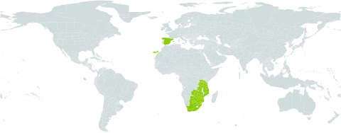 Aloe cryptopoda world distribution map, present in Botswana, Spain, Mozambique, eSwatini, Tanzania, United Republic of, South Africa, Zambia, and Zimbabwe