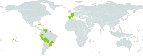 Aloysia citrodora world distribution map, present in Albania, Bolivia (Plurinational State of), Brazil, Cuba, Spain, France, Peru, Puerto Rico, Paraguay, Uruguay, and Venezuela (Bolivarian Republic of)