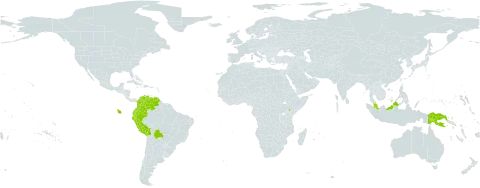 Alsophila batjanensis world distribution map, present in Bolivia (Plurinational State of), Colombia, Ecuador, Kenya, Malaysia, Peru, Papua New Guinea, and Venezuela (Bolivarian Republic of)
