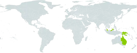Alsophila celebica world distribution map, present in Australia, Indonesia, Malaysia, and Papua New Guinea