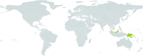 Alsophila pruinosa world distribution map, present in Malaysia and Papua New Guinea