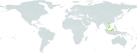 Alstonia angustifolia world distribution map, present in Brunei Darussalam, Indonesia, Malaysia, Singapore, Thailand, and Viet Nam