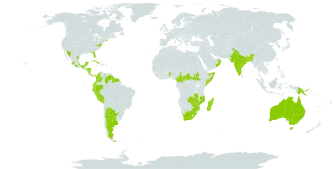 Amaranthus dubius world distribution map, present in Anguilla, Argentina, Antigua and Barbuda, Australia, Benin, Bonaire, Sint Eustatius and Saba, Burkina Faso, Bangladesh, Bahamas, Barbados, Central African Republic, Cameroon, Colombia, Comoros, Cabo Verde, Costa Rica, Cuba, Cayman Islands, Dominica, Ecuador, Fiji, Micronesia (Federated States of), Guadeloupe, Equatorial Guinea, Grenada, French Guiana, Guyana, Honduras, India, Jamaica, Kiribati, Saint Lucia, Sri Lanka, Madagascar, Mexico, Marshall Islands, Northern Mariana Islands, Mozambique, Martinique, Mauritius, Nicaragua, Oman, Panama, Peru, Papua New Guinea, Puerto Rico, Réunion, Somalia, South Sudan, Sao Tome and Principe, Suriname, Seychelles, Trinidad and Tobago, United States Minor Outlying Islands, United States of America, Saint Vincent and the Grenadines, Venezuela (Bolivarian Republic of), South Africa, Zambia, and Zimbabwe