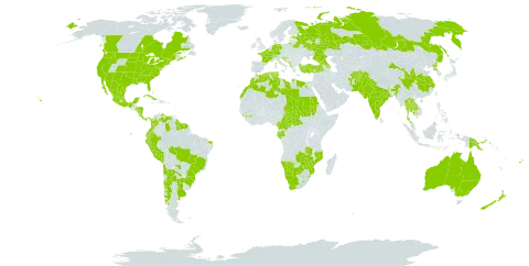 Amaranthus hybridus world distribution map, present in Afghanistan, Albania, Andorra, Argentina, Australia, Azerbaijan, Belgium, Burkina Faso, Bahamas, Bosnia and Herzegovina, Belarus, Brazil, Botswana, Central African Republic, Canada, Switzerland, Chile, China, Cameroon, Colombia, Costa Rica, Cuba, Germany, Algeria, Ecuador, Egypt, Spain, Estonia, Fiji, France, Gabon, Georgia, Guinea, Equatorial Guinea, Greece, French Guiana, Guyana, Honduras, Croatia, India, Cambodia, Lao People's Democratic Republic, Libya, Liechtenstein, Sri Lanka, Lesotho, Luxembourg, Morocco, Mexico, North Macedonia, Montenegro, Mozambique, Namibia, Nicaragua, New Zealand, Pakistan, Panama, Peru, Papua New Guinea, Korea (Democratic People's Republic of), Portugal, Paraguay, Russian Federation, Sudan, Suriname, Slovenia, eSwatini, Chad, Thailand, Tunisia, Turkey, Uruguay, United States of America, Venezuela (Bolivarian Republic of), South Africa, Zambia, and Zimbabwe