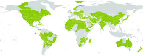 Ambrosia artemisiifolia world distribution map, present in Afghanistan, Anguilla, Albania, Argentina, Armenia, American Samoa, Australia, Austria, Azerbaijan, Belgium, Burkina Faso, Bulgaria, Bahamas, Bosnia and Herzegovina, Belarus, Bermuda, Bolivia (Plurinational State of), Brazil, Botswana, Canada, Switzerland, Chile, China, Côte d'Ivoire, Cameroon, Colombia, Cabo Verde, Costa Rica, Cuba, Cyprus, Czech Republic, Germany, Denmark, Algeria, Ecuador, Egypt, Spain, Estonia, Ethiopia, France, United Kingdom of Great Britain and Northern Ireland, Georgia, Guinea, Greece, Croatia, Hungary, India, Iran (Islamic Republic of), Israel, Italy, Jamaica, Japan, Kazakhstan, Kyrgyzstan, Lebanon, Libya, Liechtenstein, Lithuania, Luxembourg, Latvia, Morocco, Moldova (Republic of), Madagascar, Mexico, Mali, Malta, Montenegro, Mozambique, Mauritania, Mauritius, Netherlands, Norway, New Zealand, Panama, Peru, Poland, Korea (Democratic People's Republic of), Portugal, Paraguay, Romania, Russian Federation, Saudi Arabia, Sudan, Senegal, Serbia, Sao Tome and Principe, Slovakia, Slovenia, Chad, Tajikistan, Tunisia, Turkey, Taiwan, Province of China, Ukraine, Uruguay, United States of America, Uzbekistan, Yemen, South Africa, Zambia, and Zimbabwe