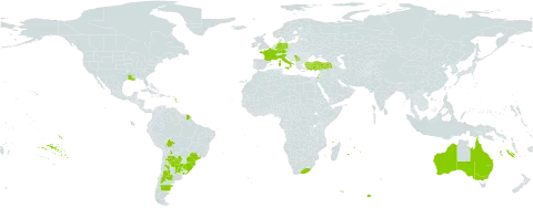 Ambrosia tenuifolia world distribution map, present in Argentina, Australia, Bolivia (Plurinational State of), Brazil, Germany, Spain, France, Israel, Italy, Mauritius, Puerto Rico, Paraguay, Réunion, Serbia, Turkey, Uruguay, United States of America, and South Africa