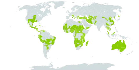 Ammannia auriculata world distribution map, present in Afghanistan, Angola, Anguilla, Argentina, Armenia, Antigua and Barbuda, Australia, Azerbaijan, Burundi, Benin, Bonaire, Sint Eustatius and Saba, Burkina Faso, Bulgaria, Bolivia (Plurinational State of), Brazil, Botswana, Central African Republic, China, Côte d'Ivoire, Congo, Colombia, Comoros, Costa Rica, Cuba, Ecuador, Egypt, Eritrea, Georgia, Guinea, Guinea-Bissau, Greece, Guatemala, Honduras, India, Iran (Islamic Republic of), Israel, Italy, Jamaica, Japan, Kenya, Kyrgyzstan, Cambodia, Madagascar, Mexico, Mali, Mozambique, Mauritania, Malawi, Malaysia, Namibia, Niger, Nigeria, Nicaragua, Nepal, Pakistan, Panama, Peru, Philippines, Palau, Puerto Rico, Korea (Democratic People's Republic of), Paraguay, Rwanda, Saudi Arabia, Sudan, Senegal, Sierra Leone, El Salvador, South Sudan, Seychelles, Chad, Togo, Thailand, Tajikistan, Turkmenistan, Turkey, Tanzania, United Republic of, Uganda, Uruguay, United States of America, Uzbekistan, Venezuela (Bolivarian Republic of), Viet Nam, Yemen, South Africa, Zambia, and Zimbabwe