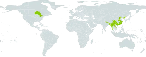 Ampelopsis glandulosa world distribution map, present in Bangladesh, Canada, China, India, Lao People's Democratic Republic, Myanmar, Nepal, and Korea (Democratic People's Republic of)