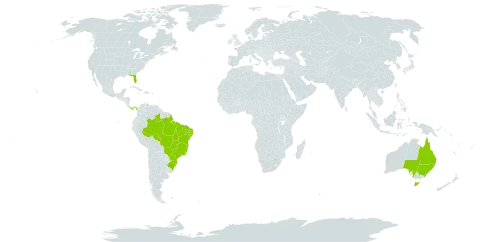 Amphilophium crucigerum world distribution map, present in Australia, Brazil, Panama, and United States of America