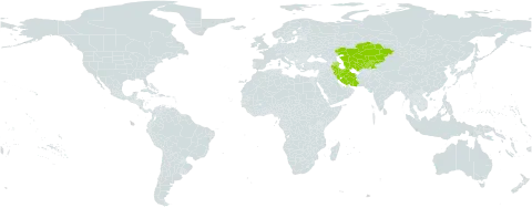 Anabasis brachiata world distribution map, present in Azerbaijan, Iran (Islamic Republic of), Kazakhstan, Kyrgyzstan, Tajikistan, Turkmenistan, and Uzbekistan