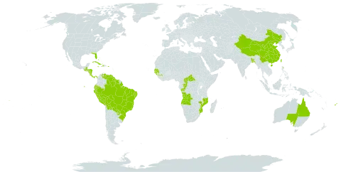 Ananas comosus world distribution map, present in Angola, Andorra, Australia, Bangladesh, Bahamas, Bermuda, Bolivia (Plurinational State of), Brazil, Central African Republic, China, Congo, Cook Islands, Costa Rica, Cuba, Cayman Islands, Dominica, Ecuador, Fiji, Guinea, Gambia, Guinea-Bissau, Guatemala, Guyana, Honduras, Haiti, Jamaica, Mozambique, Nicaragua, Panama, Peru, Puerto Rico, Paraguay, Senegal, Suriname, Taiwan, Province of China, United States of America, Venezuela (Bolivarian Republic of), and Samoa