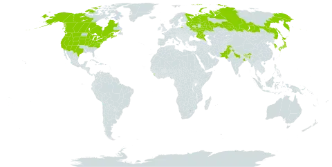 Anaphalis margaritacea world distribution map, present in American Samoa, Bhutan, Canada, China, France, India, Japan, Korea (Republic of), Sri Lanka, Nepal, Pakistan, Russian Federation, and United States of America