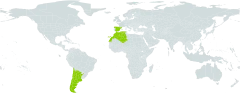 Anarthrophyllum gayanum world distribution map, present in Argentina, Chile, Algeria, Spain, and Morocco