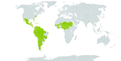 Andira inermis world distribution map, present in Argentina, American Samoa, Antigua and Barbuda, Bonaire, Sint Eustatius and Saba, Belize, Bolivia (Plurinational State of), Brazil, Central African Republic, Côte d'Ivoire, Cameroon, Colombia, Costa Rica, Dominica, Dominican Republic, Ecuador, Fiji, Ghana, Guadeloupe, Guinea-Bissau, Grenada, Guatemala, French Guiana, Guyana, Honduras, Haiti, India, Jamaica, Saint Lucia, Sri Lanka, Mexico, Mali, Martinique, Mauritius, Malaysia, Niger, Nigeria, Nicaragua, Panama, Peru, Puerto Rico, Paraguay, Sudan, Senegal, Singapore, El Salvador, Suriname, Chad, Togo, Trinidad and Tobago, Uganda, United States of America, and Venezuela (Bolivarian Republic of)
