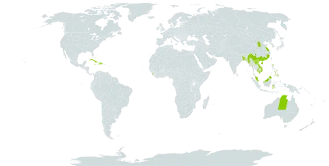 Andrographis paniculata world distribution map, present in Australia, Bangladesh, Bahamas, Barbados, China, Cuba, Dominica, Dominican Republic, Haiti, Indonesia, Jamaica, Cambodia, Lao People's Democratic Republic, Sri Lanka, Myanmar, Malaysia, Nepal, Philippines, Palau, Singapore, United States of America, Saint Vincent and the Grenadines, and Viet Nam