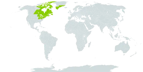 Andromeda glaucophylla world distribution map, present in Canada, France, Greenland, Saint Pierre and Miquelon, and United States of America