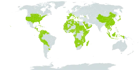 Andropogon world distribution map, present in Angola, Åland Islands, Albania, Andorra, Benin, Burkina Faso, Bahamas, Belize, Bermuda, Bolivia (Plurinational State of), Botswana, Central African Republic, China, Congo, Colombia, Comoros, Cabo Verde, Costa Rica, Cuba, Cayman Islands, Cyprus, Dominica, Algeria, Ecuador, Eritrea, Spain, Ethiopia, France, Micronesia (Federated States of), Gabon, Georgia, Ghana, Guinea, Gambia, Guinea-Bissau, Greece, Guatemala, Guyana, Honduras, Haiti, Indonesia, Italy, Jamaica, Japan, Kenya, Lao People's Democratic Republic, Liberia, Libya, Lesotho, Morocco, Madagascar, Mali, Myanmar, Mozambique, Mauritania, Mauritius, Malaysia, Namibia, Nigeria, Nicaragua, Nepal, Oman, Panama, Peru, Philippines, Palau, Puerto Rico, Paraguay, Réunion, Rwanda, Saudi Arabia, Sudan, Senegal, Singapore, Sierra Leone, Somalia, Suriname, eSwatini, Turks and Caicos Islands, Chad, Togo, Thailand, Tunisia, Tanzania, United Republic of, Uganda, Uruguay, United States of America, Venezuela (Bolivarian Republic of), Viet Nam, Yemen, Zambia, and Zimbabwe